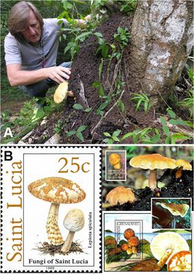 First Report of a Neotropical Agaric (Lepiota spiculata, Agaricales, Basidiomycota) Containing Lethal α-Amanitin at Toxicologically Relevant Levels